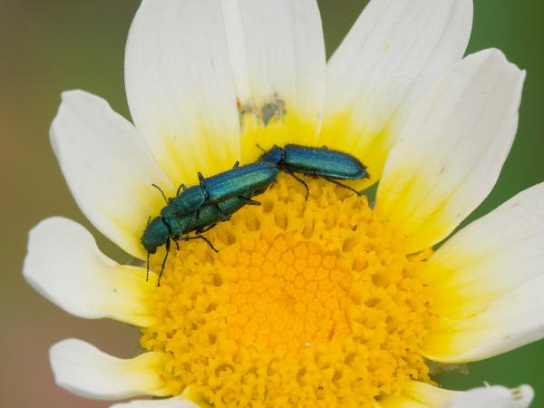 <h3><a href="/trips/kreta/biota/animalia/arthropoda/insecta/coleoptera/melyridae/dasytes caeruleus/dasytes caeruleus-nl.html">Dasytes&nbsp;caeruleus</a> /  / </h3>OM-1 Mark II met OLYMPUS M.150-400mm F4.5 TC, 1/1600 sec  bij F10.0, ISO 2000, afstand 1.395&nbsp;m